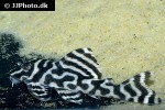 hypancistrus seideli hypancistrus seideli