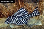 hypancistrus seideli hypancistrus seideli