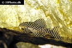 hypancistrus seideli hypancistrus seideli