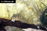 hypancistrus seideli hypancistrus seideli