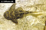 hypancistrus seideli hypancistrus seideli