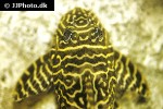 hypancistrus seideli hypancistrus seideli