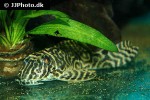 hypancistrus seideli hypancistrus seideli