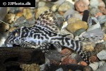 hypancistrus seideli hypancistrus seideli