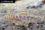 hypancistrus seideli hypancistrus seideli