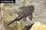 hypancistrus seideli hypancistrus seideli