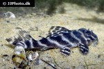 hypancistrus seideli hypancistrus seideli