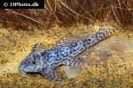 hypancistrus seideli hypancistrus seideli