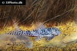 hypancistrus seideli hypancistrus seideli