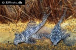 hypancistrus seideli hypancistrus seideli