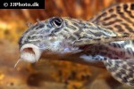 hypancistrus seideli hypancistrus seideli