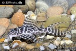 hypancistrus seideli hypancistrus seideli