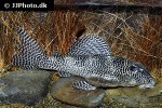 hypancistrus seideli hypancistrus seideli