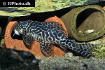 hypancistrus seideli hypancistrus seideli