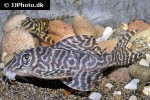 hypancistrus seideli hypancistrus seideli