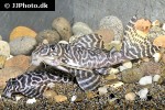 hypancistrus seideli hypancistrus seideli