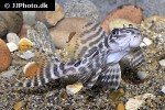 hypancistrus seideli hypancistrus seideli