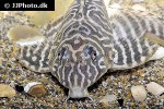 hypancistrus seideli hypancistrus seideli