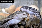 hypancistrus seideli hypancistrus seideli