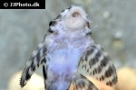 hypancistrus seideli hypancistrus seideli