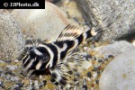 hypancistrus seideli hypancistrus seideli