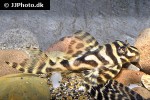hypancistrus seideli hypancistrus seideli