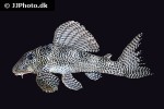 hypancistrus seideli hypancistrus seideli