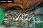 hypancistrus seideli hypancistrus seideli