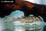hypancistrus seideli hypancistrus seideli