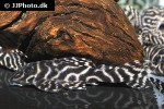 hypancistrus seideli hypancistrus seideli