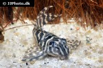 hypancistrus species gurupa hypancistrus species gurupa