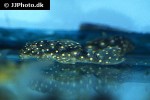 hypancistrus species l004 hypancistrus species l004