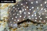 hypancistrus species l004 hypancistrus species l004