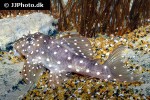 hypancistrus species l004 hypancistrus species l004