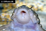 hypancistrus species l004 hypancistrus species l004
