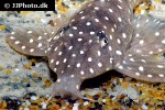 hypancistrus species l004 hypancistrus species l004
