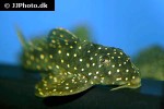 hypancistrus species l004 hypancistrus species l004