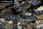hypancistrus species l004 hypancistrus species l004