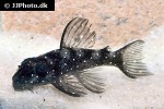 hypancistrus species l004 hypancistrus species l004