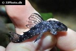 hypancistrus species l004 hypancistrus species l004