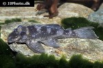 hypancistrus species l004 hypancistrus species l004