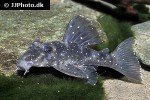 hypancistrus species l004 hypancistrus species l004