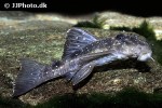 hypancistrus species l004 hypancistrus species l004