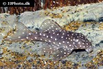 hypancistrus species l004 hypancistrus species l004