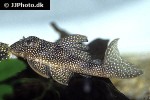 hypancistrus species l136 hypancistrus species l136