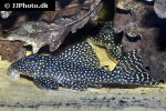 hypancistrus species l136 hypancistrus species l136