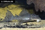 hypancistrus species l136 hypancistrus species l136