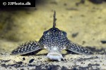 hypancistrus species l136 hypancistrus species l136