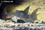 hypancistrus species l136 hypancistrus species l136