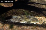 hypancistrus species l136 hypancistrus species l136